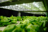 What Are the Best Hydroponic Systems for Indoor Plant Growing?