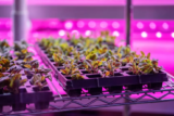 How Do You Prevent and Control Pests in Indoor Hydroponic Systems?